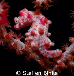 Pregnant Seahorse by Steffen Binke 